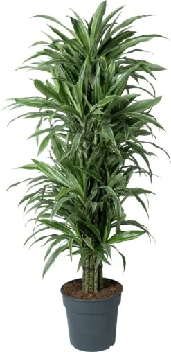 Drakenbloedboom (Dracaena Fragrans 'Warneckei') D 31 H 140 Cm