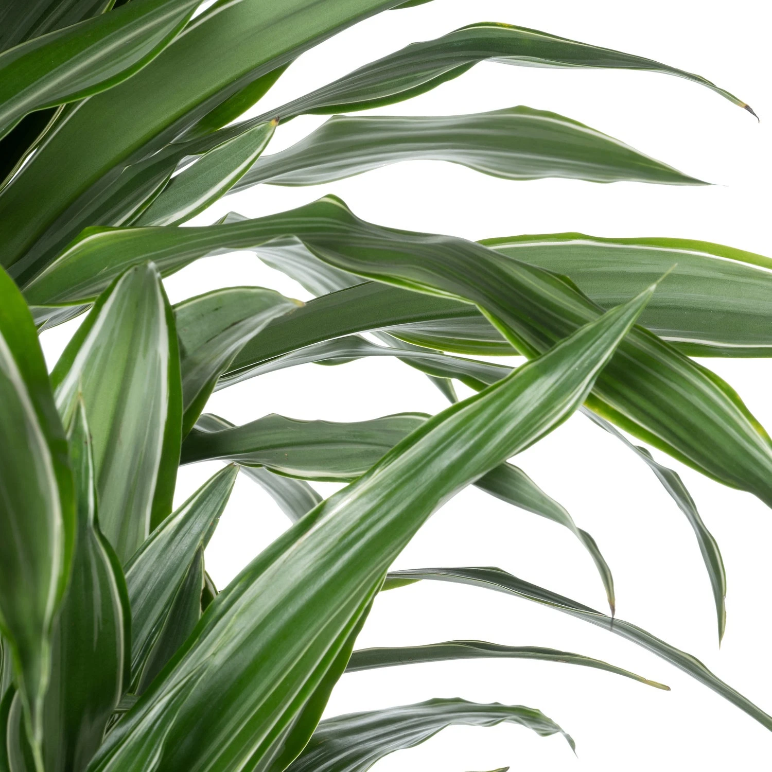 Drakenbloedboom (Dracaena Fragrans 'Warneckei') D 31 H 140 Cm 4 Drakenbloedboom (Dracaena Fragrans 'Warneckei') D 31 H 140 Cm - Afbeelding 2