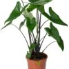 Olifantsoor (Alocasia 'Black Zebrina') D 21 H 95 Cm -Groene Tuin Winkel 8720196795543