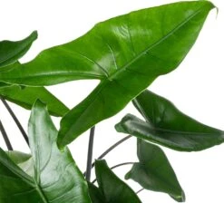 Olifantsoor (Alocasia 'Black Zebrina') D 21 H 95 Cm -Groene Tuin Winkel 8720196795543 1