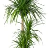 Drakenbloedboom (Dracaena Draco) D 34 H 150 Cm