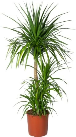 Drakenbloedboom (Dracaena Draco) D 34 H 150 Cm