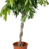 Rubberboom (Ficus Binnendijkii 'Amstel King') D 30 H 140 Cm -Groene Tuin Winkel 8720196795666