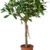 Groene Vijg Op Stam (Ficus Cyathistipula) D 30 H 150 Cm -Groene Tuin Winkel 8720196795673