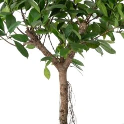 Groene Vijg Op Stam (Ficus Cyathistipula) D 30 H 150 Cm -Groene Tuin Winkel 8720196795673 2