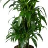 Drakenbloedboom (Dracaena Fragrans 'Janet Craig') D 24 H 120 Cm -Groene Tuin Winkel 8720196796410