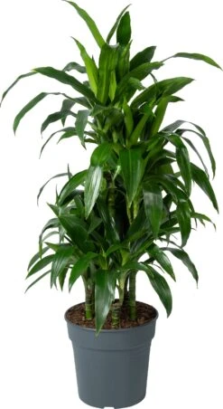 Drakenbloedboom (Dracaena Fragrans 'Janet Craig') D 24 H 120 Cm