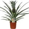 Ananasplant (Bromelia Ananas 'Champaca') D 14 H 60 Cm 1 Ananasplant (Bromelia Ananas 'Champaca') D 14 H 60 Cm -Groene Tuin Winkel 8720196797349 0