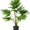 Chinese Schermpalm (Livistona Chinensis) D 24 H 90 Cm -Groene Tuin Winkel 8720196797677