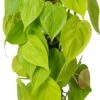 Philodendron Op Duurzame Klimstok (Philodendron Scandens 'Lime') D 14 H 50 Cm -Groene Tuin Winkel 8720196798179