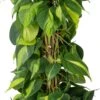 Philodendron Op Duurzame Klimstok (Philodendron Scandens 'Brasil') D 19 H 80 Cm 1 Philodendron Op Duurzame Klimstok (Philodendron Scandens 'Brasil') D 19 H 80 Cm -Groene Tuin Winkel 8720196798193