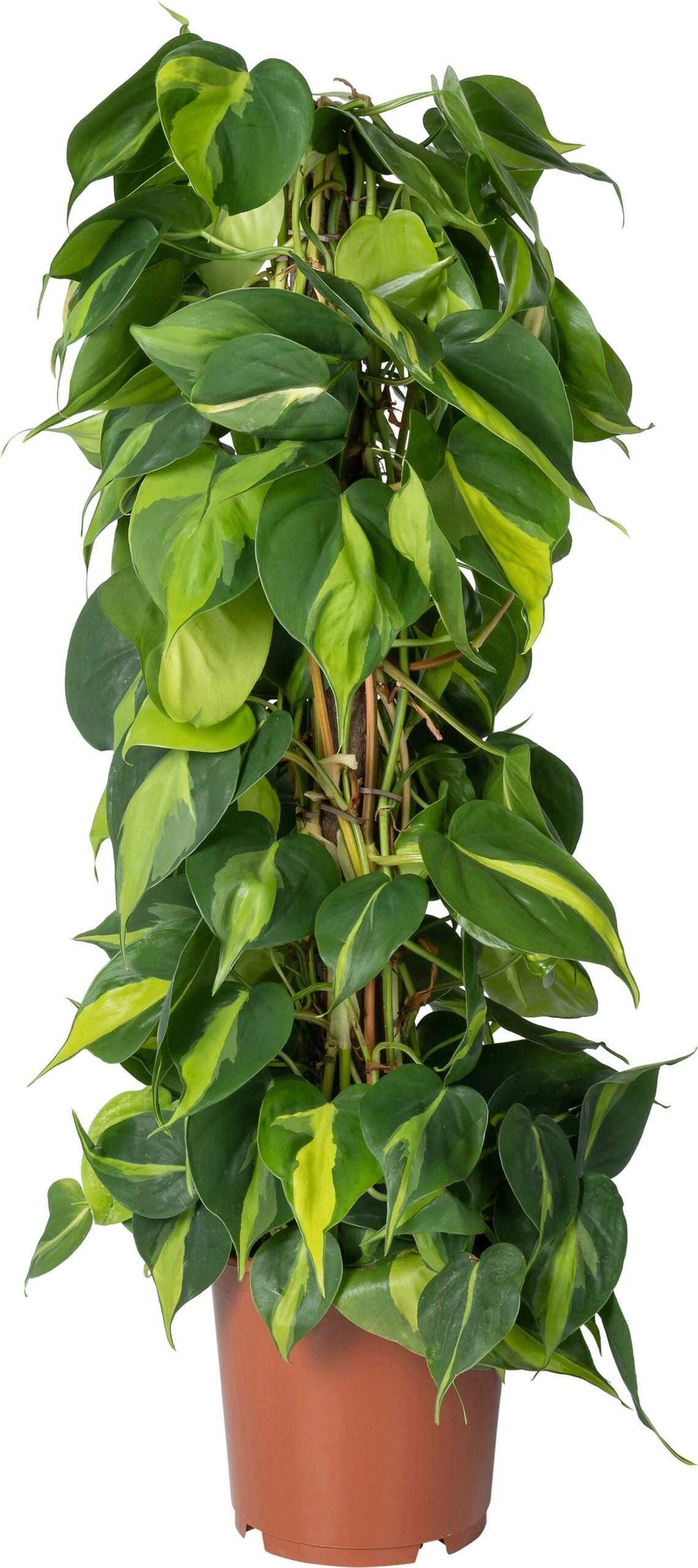 Philodendron Op Duurzame Klimstok (Philodendron Scandens 'Brasil') D 19 H 80 Cm 3 Philodendron Op Duurzame Klimstok (Philodendron Scandens 'Brasil') D 19 H 80 Cm