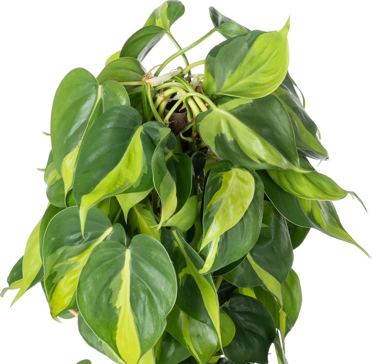 Philodendron Op Duurzame Klimstok (Philodendron Scandens 'Brasil') D 19 H 80 Cm 4 Philodendron Op Duurzame Klimstok (Philodendron Scandens 'Brasil') D 19 H 80 Cm - Afbeelding 2