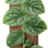 Vlakke Gatenplant Op Duurzame Klimstok (Monstera Dubia) D 14 H 46 Cm 2 Vlakke Gatenplant Op Duurzame Klimstok (Monstera Dubia) D 14 H 46 Cm -Groene Tuin Winkel 8720196798223