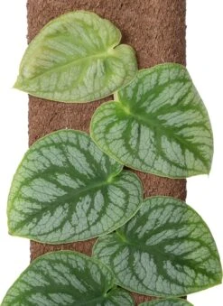 Vlakke Gatenplant Op Duurzame Klimstok (Monstera Dubia) D 14 H 46 Cm -Groene Tuin Winkel 8720196798223 2