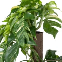 Drakenklimop Op Duurzame Klimstok (Epipremnum Pinnatum 'Albo Variegata') D 24 H 125 Cm -Groene Tuin Winkel 8720196798247 2