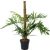 Philodendron Op Mosstok (Philodendron Elegans 'Trixi') D 21 H 100 Cm -Groene Tuin Winkel 8720196799640