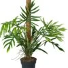Philodendron Op Mosstok (Philodendron Elegans 'Trixi') D 24 H 120 Cm -Groene Tuin Winkel 8720196799657