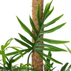 Philodendron Op Mosstok (Philodendron Elegans 'Trixi') D 24 H 120 Cm -Groene Tuin Winkel 8720196799657 2