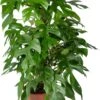 Gatenplant Op Duurzame Klimstok (Monstera Minima) D 19 H 70 Cm 2 Gatenplant Op Duurzame Klimstok (Monstera Minima) D 19 H 70 Cm -Groene Tuin Winkel 8720196799794