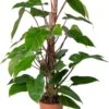 Philodendron Op Duurzame Klimstok (Philodendron 'Red Emerald') D 19 H 70 Cm 2 Philodendron Op Duurzame Klimstok (Philodendron 'Red Emerald') D 19 H 70 Cm -Groene Tuin Winkel 8720196799800