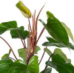Philodendron Op Duurzame Klimstok (Philodendron 'Red Emerald') D 19 H 70 Cm -Groene Tuin Winkel 8720196799800 2