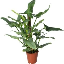 Philodendron Op Duurzame Klimstok (Philodendron 'Silver Queen') D 19 H 70 Cm