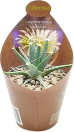 Agave-cactus (Leuchtenbergia Principis) D 6,5 H 8 Cm