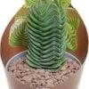 Crassula (Crassula 'Buddha's Temple') D 6,5 H 8 Cm 2 Crassula (Crassula 'Buddha's Temple') D 6,5 H 8 Cm -Groene Tuin Winkel 8720196800650