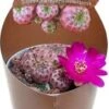 Cluster Cactus (Sulcorebutia Rauschii Violacidermis) D 6,5 H 8 Cm 1 Cluster Cactus (Sulcorebutia Rauschii Violacidermis) D 6,5 H 8 Cm -Groene Tuin Winkel 8720196800735