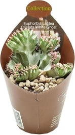Euphorbia (Euphorbia Lactea Cristata 'White Ghost') D 6,5 H 8 Cm
