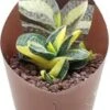 Ossentong (Gasteria Verrucosa 'Variegata') D 6,5 H 8 Cm -Groene Tuin Winkel 8720196800810