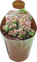 Cactus (Myrtillocactus Geometrizans Cristata) D 6,5 H 8 Cm