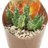 Andes-cactus (Maihueniopsis Molfino) D 6,5 H 8 Cm 2 Andes-cactus (Maihueniopsis Molfino) D 6,5 H 8 Cm -Groene Tuin Winkel 8720196800872