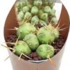 Puna-cactus (Puna Incahuasi) D 6,5 H 8 Cm 2 Puna-cactus (Puna Incahuasi) D 6,5 H 8 Cm -Groene Tuin Winkel 8720196800896