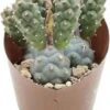 Argentijnse Cactus (Tephrocactus Inermis) D 6,5 H 8 Cm -Groene Tuin Winkel 8720196800919