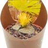 Levende Stenen (Lithops) D 6,5 H 8 Cm -Groene Tuin Winkel 8720196800957