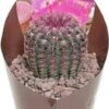Regenboogcactus (Echinocereus Rubrispinus) D 6,5 H 8 Cm -Groene Tuin Winkel 8720196800995