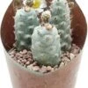 Argentijnse Cactus (Tephrocactus Strobiliformis) D 6,5 H 8 Cm