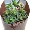 Crassula (Crassula 'Frosty') D 6,5 H 8 Cm -Groene Tuin Winkel 8720196801190