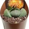 Gespleten Rots (Pleiospilos Nelii) D 6,5 H 8 Cm -Groene Tuin Winkel 8720196801275