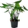 Olifantsoor (Alocasia 'Black Zebrina') D 40 H 100 Cm -Groene Tuin Winkel 8720196802197
