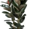 Rubberboom (Ficus Elastica 'Abidjan') D 30 H 120 Cm -Groene Tuin Winkel 8720196803798 0