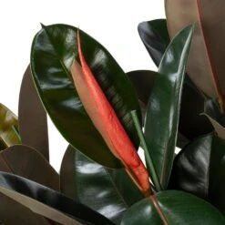 Rubberboom (Ficus Elastica 'Abidjan') D 30 H 120 Cm -Groene Tuin Winkel 8720196803798 2