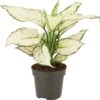 Aglaonema (Aglaonema 'White Joy') D 12 H 35 Cm -Groene Tuin Winkel 8720196805617 0