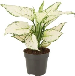Aglaonema (Aglaonema 'White Joy') D 12 H 35 Cm