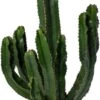 Cowboy-cactus (Euphorbia Ingens Canarias) D 30 H 70 Cm