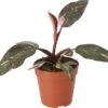 Philodendron (Philodendron 'Pink Princess') D 12 H 40 Cm -Groene Tuin Winkel 8720196810697 0