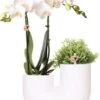Intratuin Arrangement Tube Vlinderorchidee (Phalaenopsis) Wit 18 X 12 X 40 Cm 2 Intratuin Arrangement Tube Vlinderorchidee (Phalaenopsis) Wit 18 X 12 X 40 Cm -Groene Tuin Winkel 8720196815913