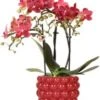 Intratuin Arrangement Vlinderorchidee (Phalaenopsis) In Bessenpot Rood D 9 H 40 Cm -Groene Tuin Winkel 8720196816033